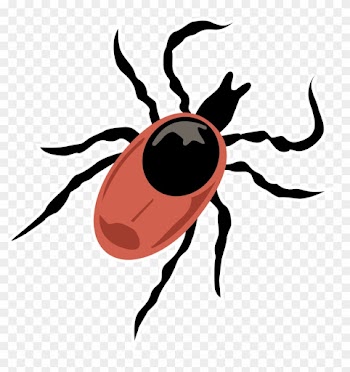 What Are Ticks, And Should I Be Concerned - Leaf Beetle