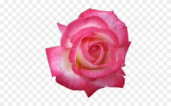 What - Printable Cupcake Toppers Roses