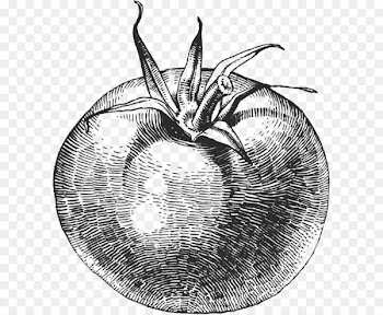 What She Ate: Six Remarkable Women and the Food That Tells Their Stories Blue tomato Vegetable Sketch - Tomatoes sketch 