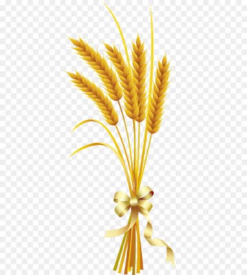 Wheat