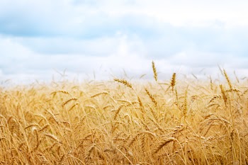 wheat