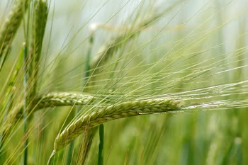 Wheat