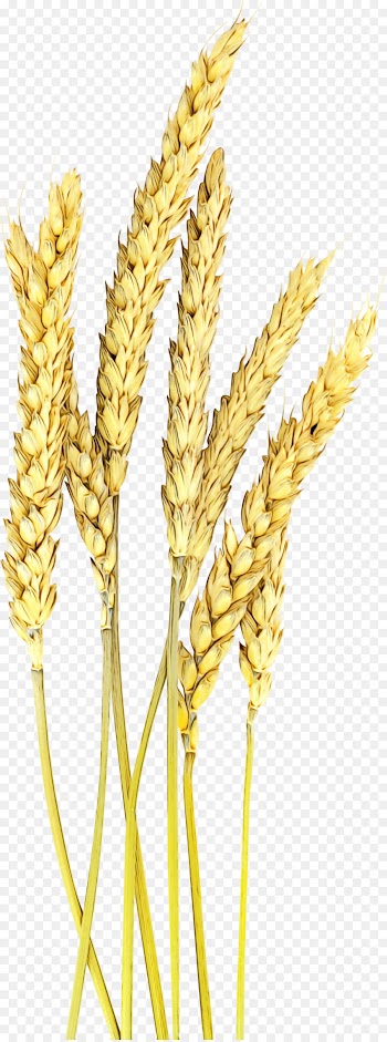 Wheat