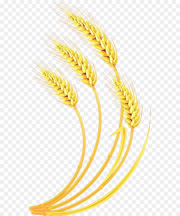 Wheat