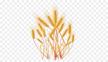 Wheat