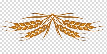 Wheat beer Lager Helles Pilsner, Wheat color design material transparent background PNG clipart