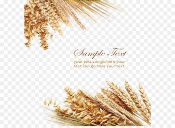 Wheat berry Cereal Grain Ear - Textured wheat elements 