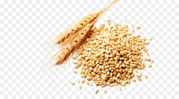 Wheat berry Cereal Spelt - coarse cereals png download - 651*481 ...