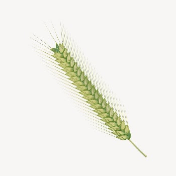 Wheat branch clipart, botanical illustration. | Free Photo - rawpixel