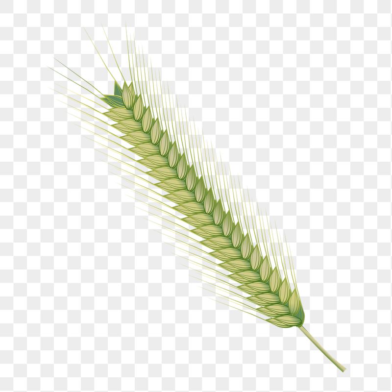 Wheat branch png sticker, botanical | Free PNG - rawpixel