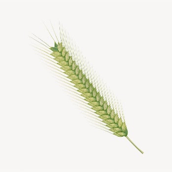 Wheat branch sticker, botanical illustration | Free PSD - rawpixel