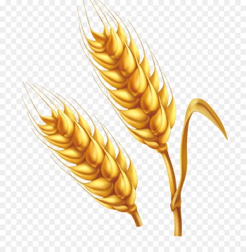 Wheat Cartoon Illustration - Cartoon farm golden wheat vector png 