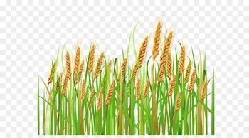 Wheat Cereal Ear Barley Clip art - Ears of Wheat PNG Clipart 