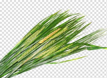 Wheat Cereal Green, Green wheat transparent background PNG clipart