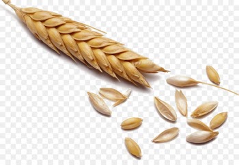 Wheat Cereal Malt Whole grain - Full of wheat 