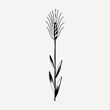 Wheat clipart, vintage plant illustration | Free PSD Illustration - rawpixel