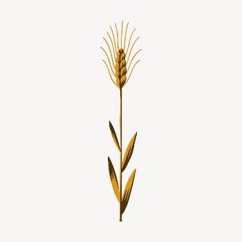 Wheat clipart, vintage plant illustration | Free Vector Illustration - rawpixel