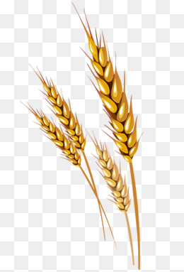 Wheat Decoration PNG Images | Vectors and PSD Files | Free Download ...
