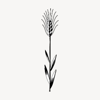 Wheat drawing, vintage plant illustration | Free Vector Illustration - rawpixel