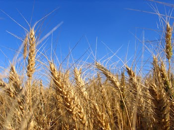 wheat_e.jpg