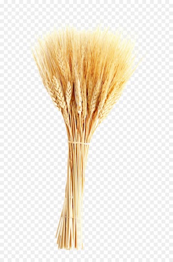 Wheat Ear Barley Icon - wheat 