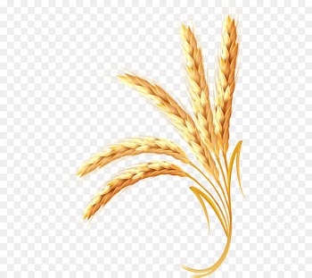 Wheat Ear Cereal - Golden wheat 