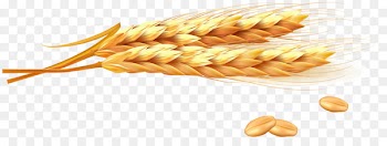 Wheat Ear Photography Illustration - Golden wheat vector 