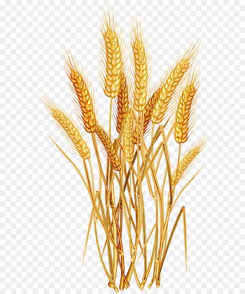 Wheat Euclidean vector Clip art - Golden wheat 
