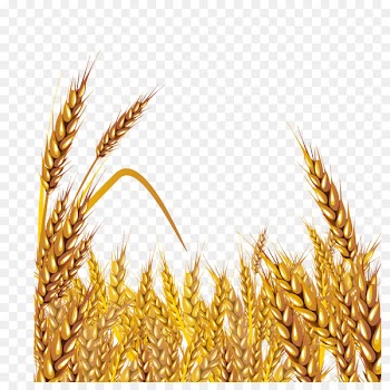 Wheat Euclidean vector Clip art - Golden wheat vector material 