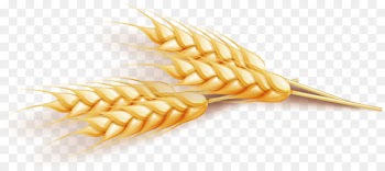 Wheat Euclidean vector Computer file - Wheat Vector 