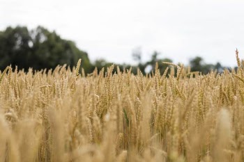 Wheat Field