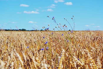 Wheat Field