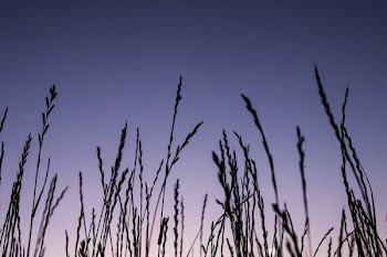 wheat field