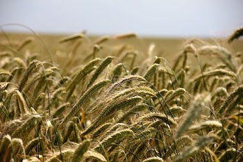 Wheat Field
