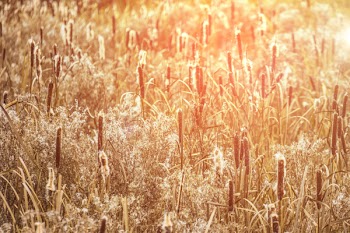 Wheat Field