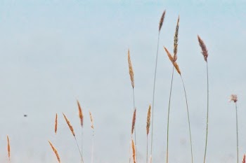 wheat field