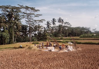 Wheat Field