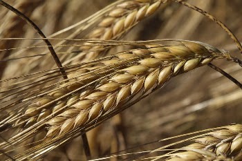 Wheat field, agriculture industry. Free | Free Photo - rawpixel