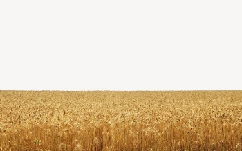 Wheat field background, gold nature | Free PSD - rawpixel
