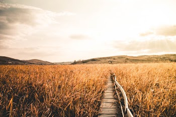 Wheat Field During Golden Hour