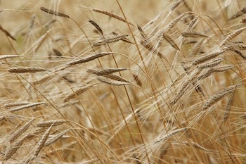 Wheat Field in Close Up Photography