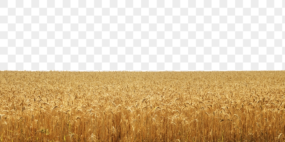 Wheat field png border, transparent | Free PNG - rawpixel