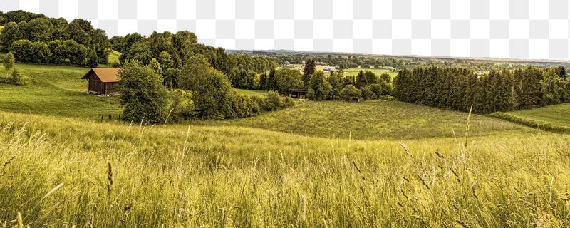 Wheat field png border, transparent | Free PNG - rawpixel