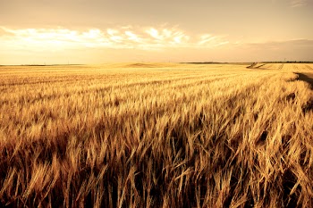 Wheat field ready for harvest