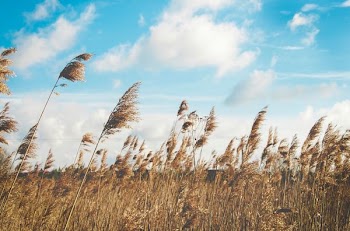 wheat field under clear blue sky