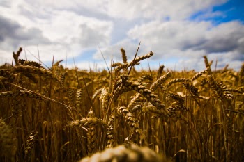 Wheat Field Under Cloudy Sky