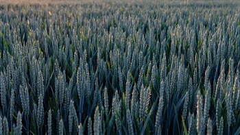 Wheat Fields