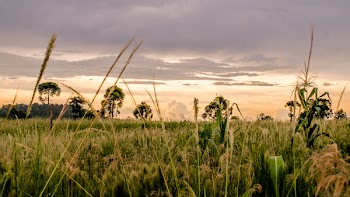 Wheat Fields during Golden Hour
