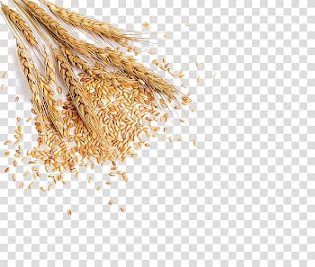 Wheat Food Fruit Bread, Golden wheat transparent background PNG clipart