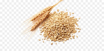 Wheat germ oil Atta flour Cereal germ Wheat berry - wheat 